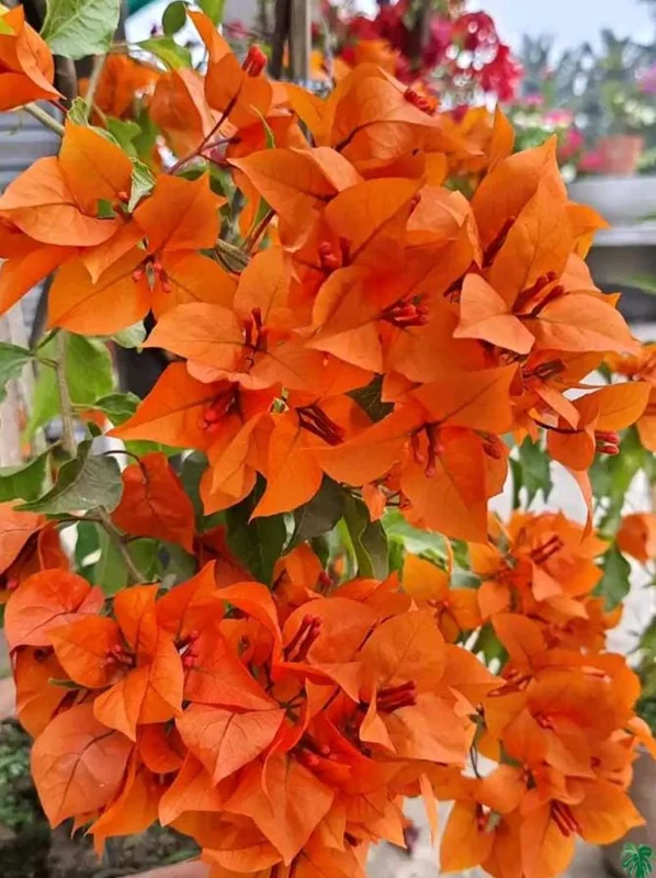 Fire Opal Bougainvillea Live Plants – Set of 3 Starter Vines – 4-6 Inches Tall – Red-Orange Flowers – Outdoor Tropical - Image 4