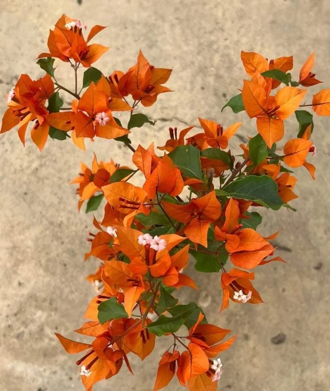 Fire Opal Bougainvillea Live Plants – Set of 3 Starter Vines – 4-6 Inches Tall – Red-Orange Flowers – Outdoor Tropical - Image 5