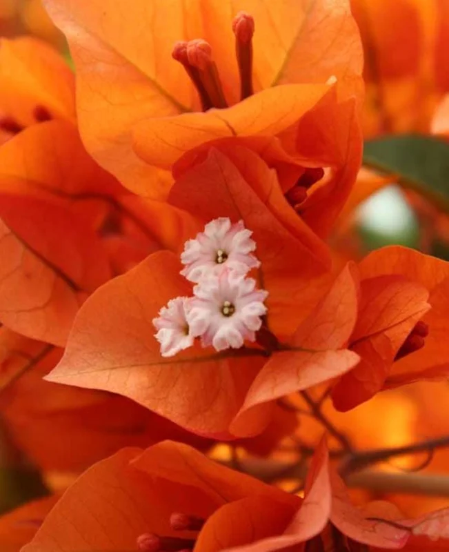 Fire Opal Bougainvillea Live Plants – Set of 3 Starter Vines – 4-6 Inches Tall – Red-Orange Flowers – Outdoor Tropical - Image 6