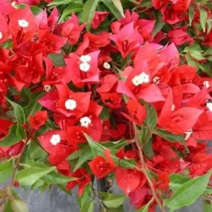 Flame Bougainvillea Live Starter Plants – 2 Pack – 4-6 inches Tall – Vibrant Red Bracts – Drought Tolerant - Image 3