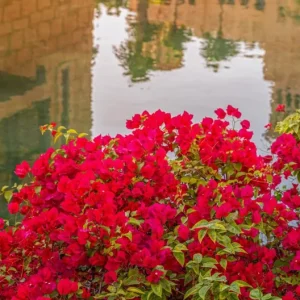 Flame Bougainvillea Live Starter Plants – 2 Pack – 4-6 inches Tall – Vibrant Red Bracts – Drought Tolerant - Image 6