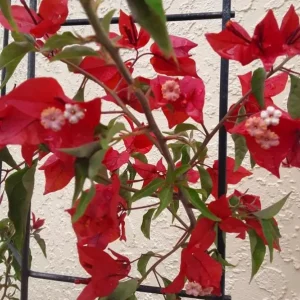 Flame Bougainvillea Live Starter Plants – 2 Pack – 4-6 inches Tall – Vibrant Red Bracts – Drought Tolerant - Image 7