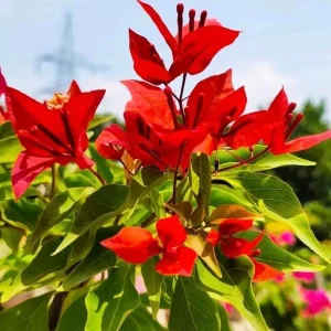 Flame Bougainvillea Live Starter Plants – 2 Pack – 4-6 inches Tall – Vibrant Red Bracts – Drought Tolerant - Image 1