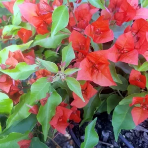 Flame Bougainvillea Live Starter Plants – 2 Pack – 4-6 inches Tall – Vibrant Red Bracts – Drought Tolerant - Image 8