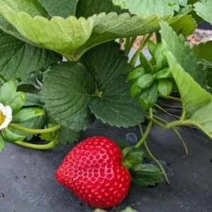 Florida Encore Strawberry Live Plants - Set of 2 - 4-6