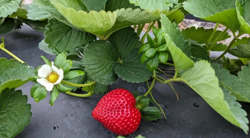 Florida Encore Strawberry Live Plants - Set of 2 - 4-6" Tall Edible Fruit Plant - Image 2