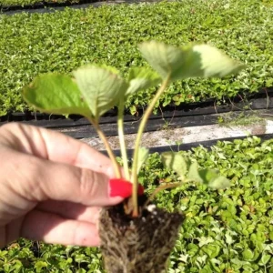 Florida Encore Strawberry Live Plants - Set of 2 - 4-6