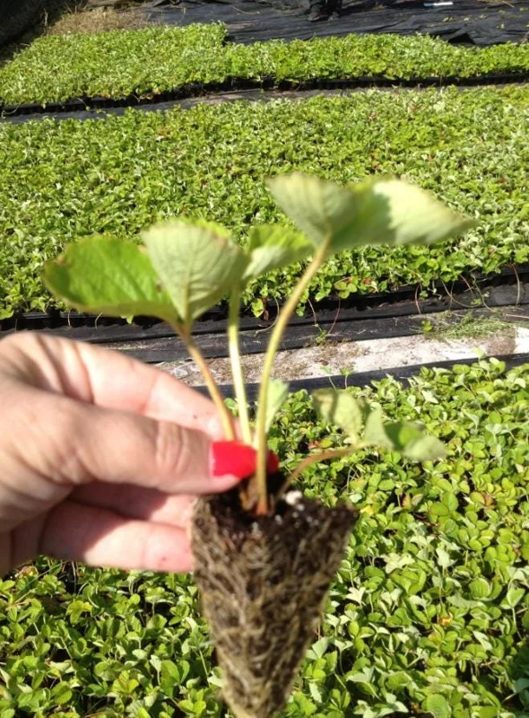 Florida Encore Strawberry Live Plants - Set of 2 - 4-6" Tall Edible Fruit Plant - Image 3