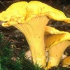 Golden Chanterelle Mushroom Mycelium Spawn on Seeds - Home Grow Kit - Image 1