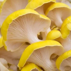 Golden Oyster Mushroom Spores Spawn Mycelium - Dry Seed Medium - Home Grow Kit - Image 2