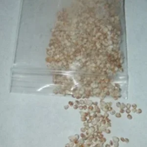 Golden Oyster Mushroom Spores Spawn Mycelium - Dry Seed Medium - Home Grow Kit - Image 3