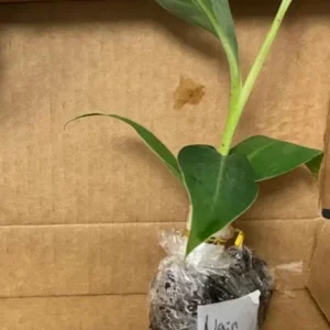 Grand Nain Banana Live Plants – Set of 4, 4-6