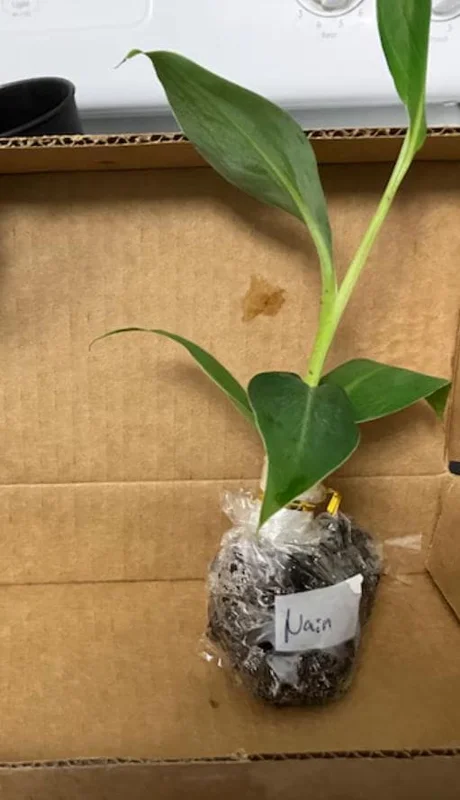 Grand Nain Banana Live Plants – Set of 4, 4-6" Tall – Edible Fruit, Tropical - Image 5