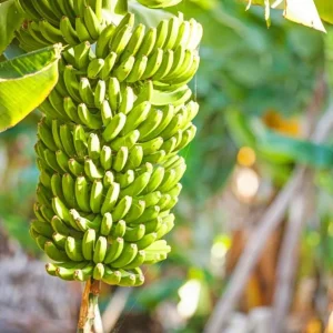 Grand Nain Banana Live Plants – Set of 4, 4-6