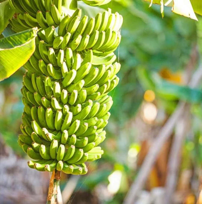 Grand Nain Banana Live Plants – Set of 4, 4-6" Tall – Edible Fruit, Tropical - Image 1