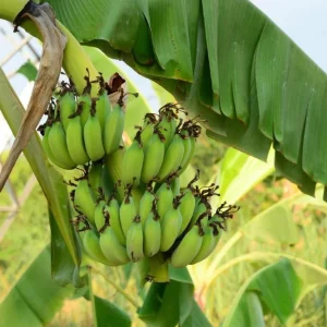 Grand Nain Dwarf Banana Plant - Live Starter Tree, 4-6
