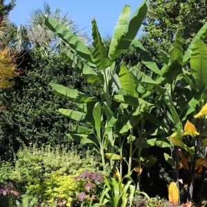 Grand Nain Dwarf Banana Plant - Live Starter Tree, 4-6