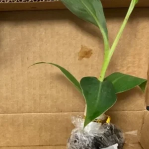 Grand Nain Dwarf Banana Plant - Live Starter Tree, 4-6