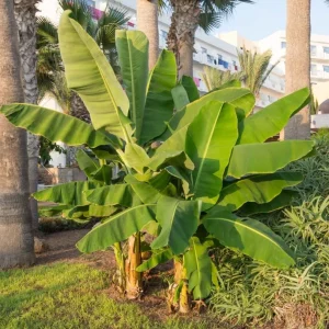 Grand Nain Dwarf Banana Plant - Live Starter Tree, 4-6
