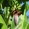 Grand Nain Dwarf Banana Plant - Live Starter Tree, 4-6" Tall, Healthy Soil Root - Image 1