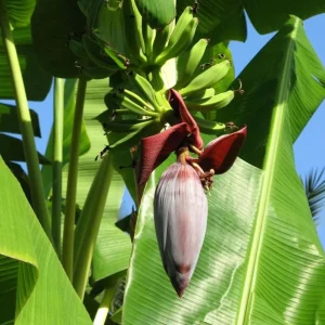 Grand Nain Dwarf Banana Plant - Live Starter Tree, 4-6