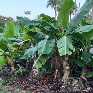 Grand Nain Dwarf Banana Plant - Live Starter Tree, 4-6