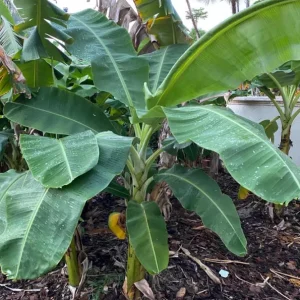 Grand Nain Dwarf Banana Plant - Live Starter Tree, 4-6