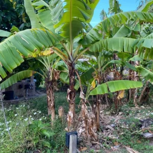 Grand Nain Dwarf Banana Plant - Live Starter Tree, 4-6