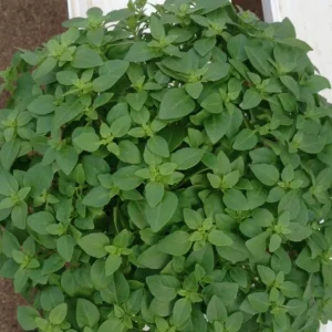 Greek Basil Live Plant – Set of 3 – 5-8