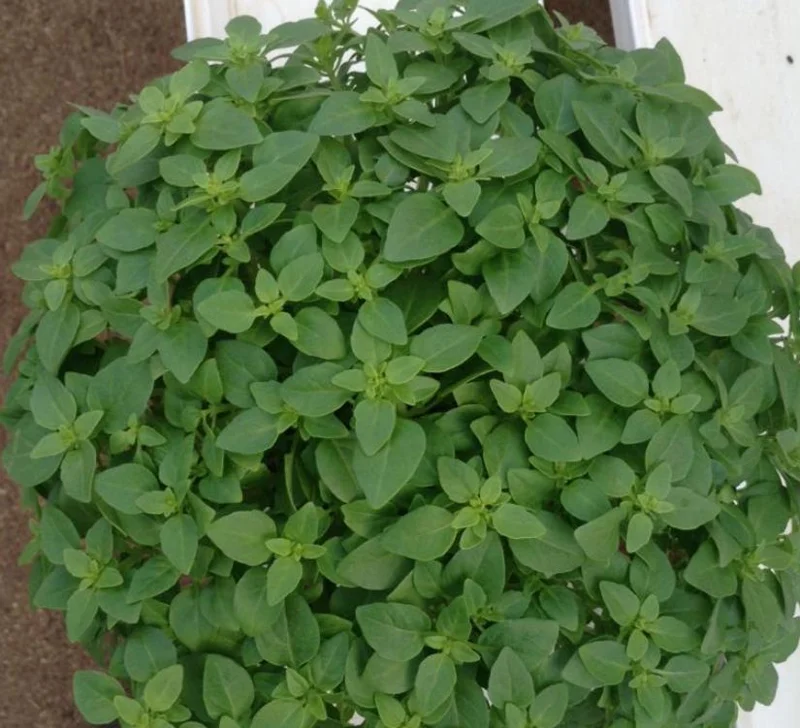 Greek Basil Live Plant – Set of 3 – 5-8" Tall Culinary Herb - Image 10