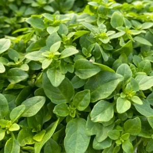 Greek Basil Live Plant – Set of 3 – 5-8