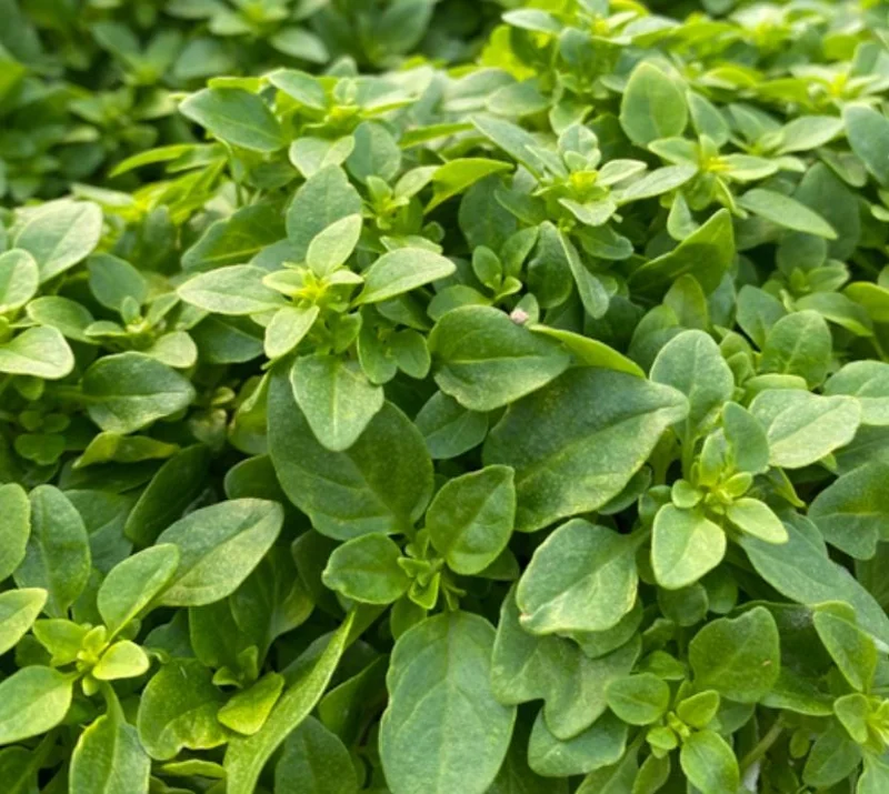 Greek Basil Live Plant – Set of 3 – 5-8" Tall Culinary Herb - Image 2