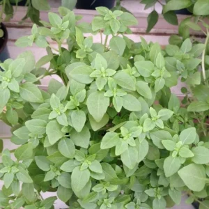 Greek Basil Live Plant – Set of 3 – 5-8