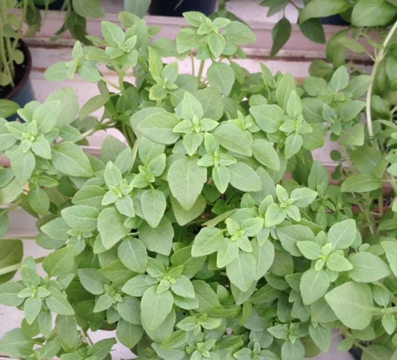 Greek Basil Live Plant – Set of 3 – 5-8" Tall Culinary Herb - Image 3