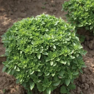 Greek Basil Live Plant – Set of 3 – 5-8