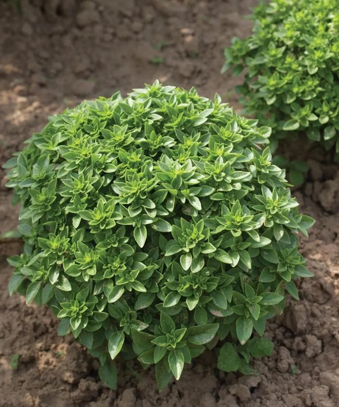 Greek Basil Live Plant – Set of 3 – 5-8" Tall Culinary Herb - Image 4