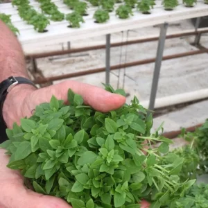 Greek Basil Live Plant – Set of 3 – 5-8