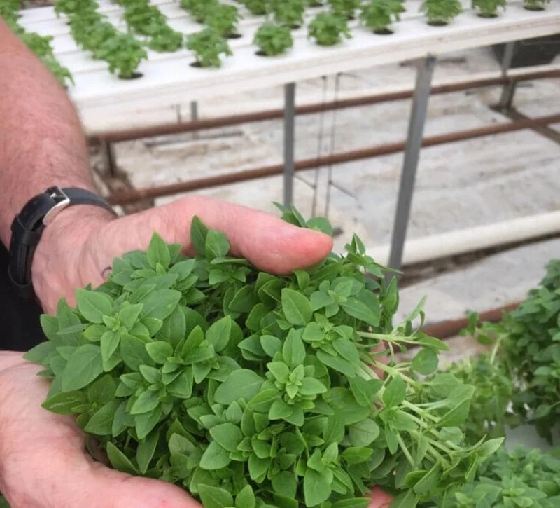 Greek Basil Live Plant – Set of 3 – 5-8" Tall Culinary Herb - Image 5