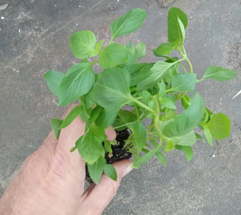 Greek Basil Live Plant – Set of 3 – 5-8" Tall Culinary Herb - Image 6