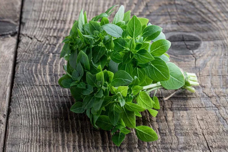 Greek Basil Live Plant – Set of 3 – 5-8" Tall Culinary Herb - Image 7