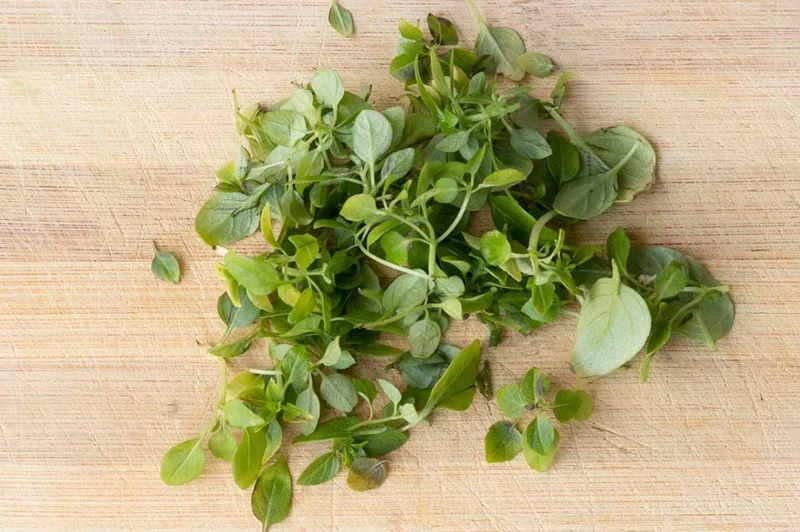 Greek Basil Live Plant – Set of 3 – 5-8" Tall Culinary Herb - Image 8