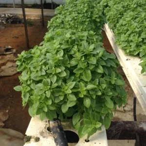 Greek Basil Live Plant – Set of 3 – 5-8