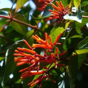 Hamelia Mexican Firebush Live Starter Plants - 2 Pack, 4-6 inch, Hummingbird Magnet - Image 2