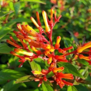 Hamelia Mexican Firebush Live Starter Plants - 2 Pack, 4-6 inch, Hummingbird Magnet - Image 3