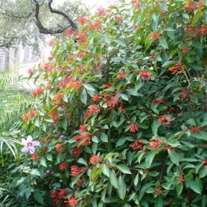 Hamelia Mexican Firebush Live Starter Plants - 2 Pack, 4-6 inch, Hummingbird Magnet - Image 8