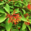 Hamelia Mexican Firebush Live Starter Plants - 2 Pack, 4-6 inch, Hummingbird Magnet - Image 1