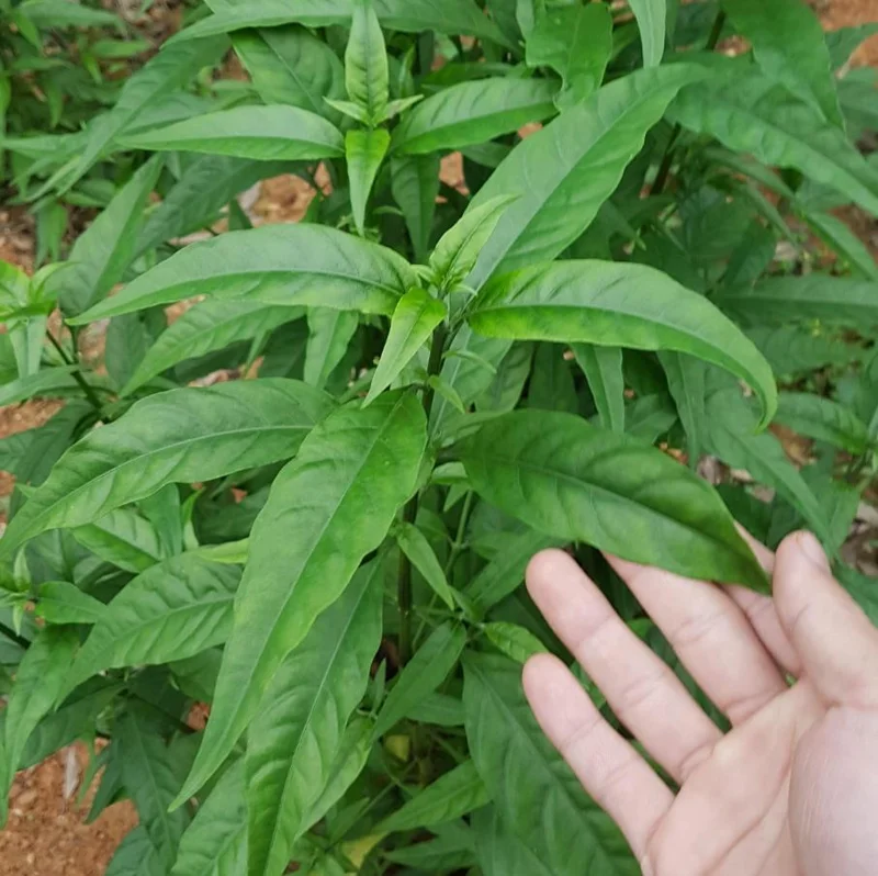 Hoan Ngoc Live Plant (Pseuderanthemum palatiferum) - 5-9" Tall Tropical Herb Starter - Image 2