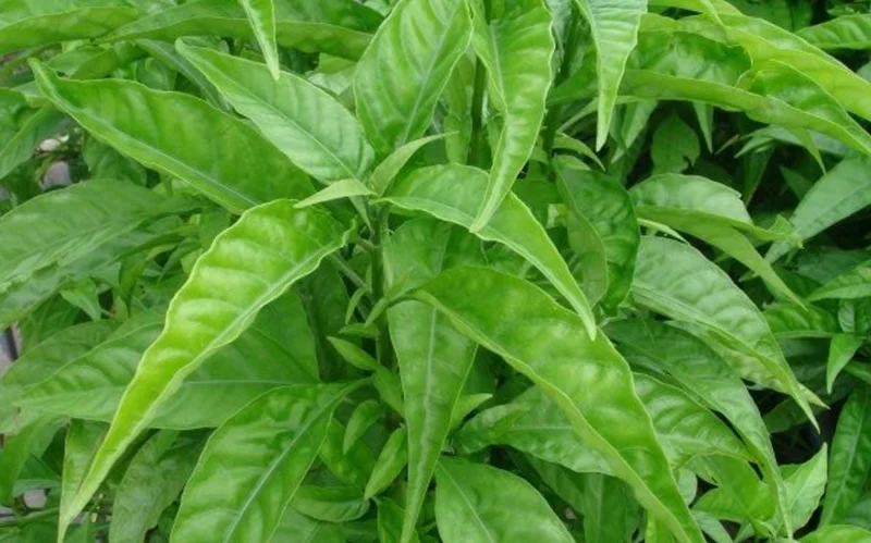 Hoan Ngoc Live Plant (Pseuderanthemum palatiferum) - 5-9" Tall Tropical Herb Starter - Image 3
