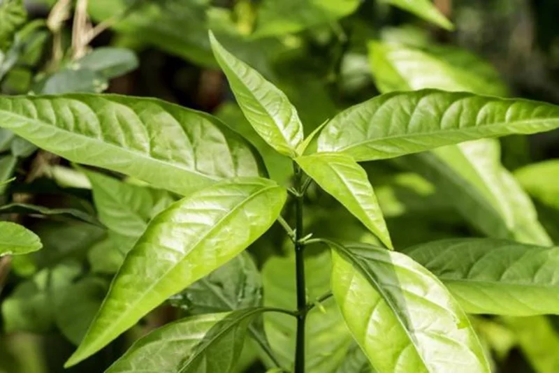 Hoan Ngoc Live Plant (Pseuderanthemum palatiferum) - 5-9" Tall Tropical Herb Starter - Image 4