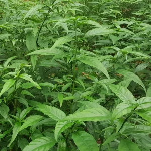 Hoan Ngoc Live Plant (Pseuderanthemum palatiferum) - 5-9